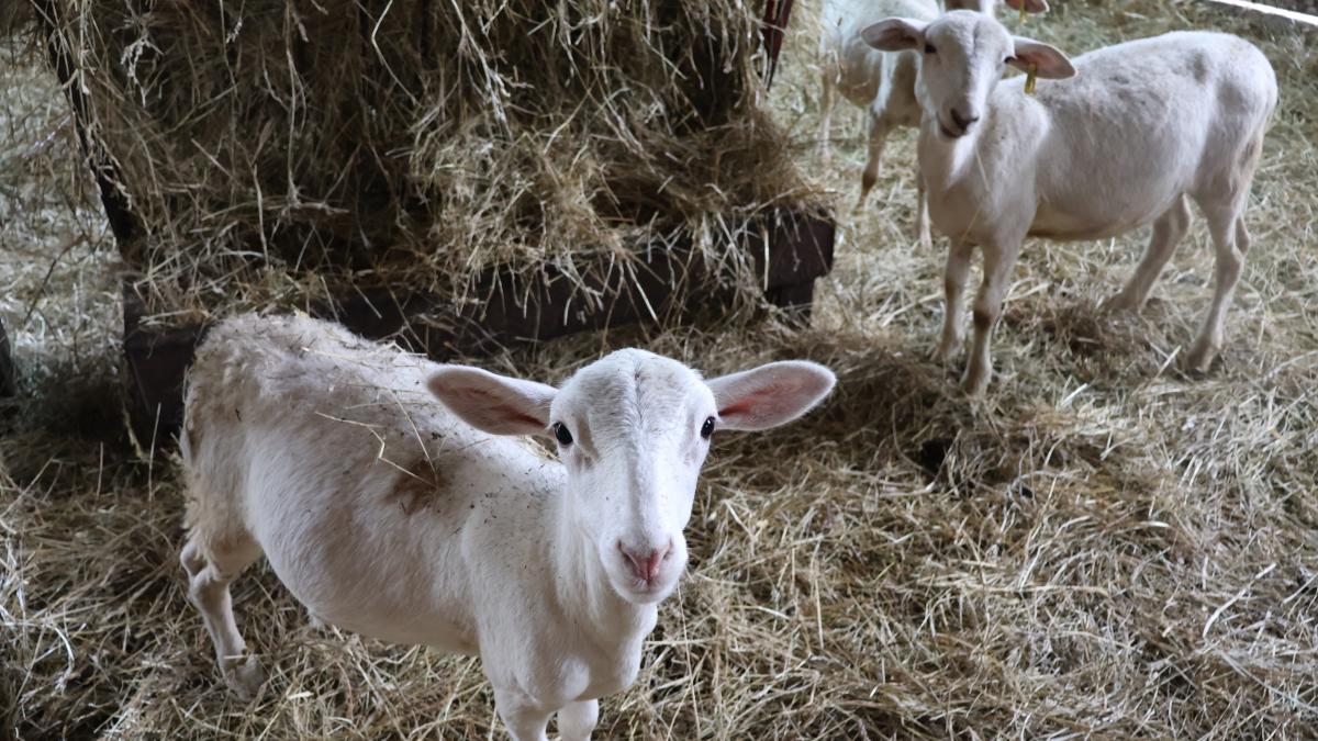 Three sheep stand by a haystack and look at the camera