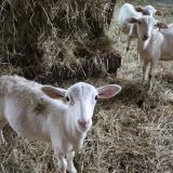 Three sheep stand by a haystack and look at the camera